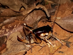 Apotetamenus clipeatus