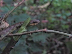 Mastigodryas pulchriceps