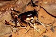 Apotetamenus clipeatus