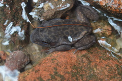 Woodworker Frog photo 2