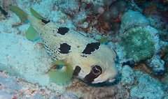 Diodon liturosus