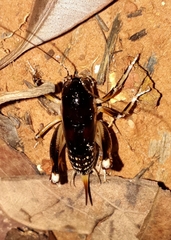 Apotetamenus clipeatus