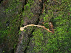 Paraisaria gracilioides