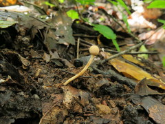 Paraisaria gracilioides