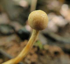 Paraisaria gracilioides