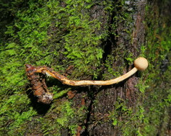 Paraisaria gracilioides