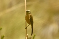 Ochthoeca fumicolor