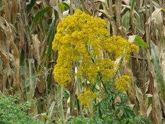 Roldana heracleifolia