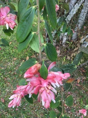 Cavendishia pubescens