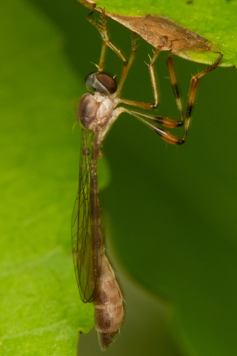 Unknown species found near Norris, TN, USA