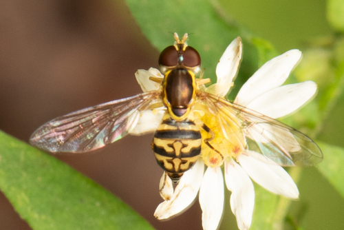 Unknown species found near Norris, TN, USA