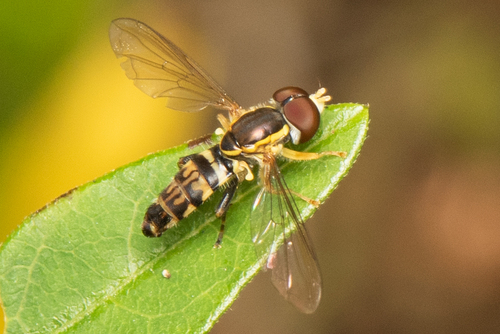 Unknown species found near Norris, TN, USA