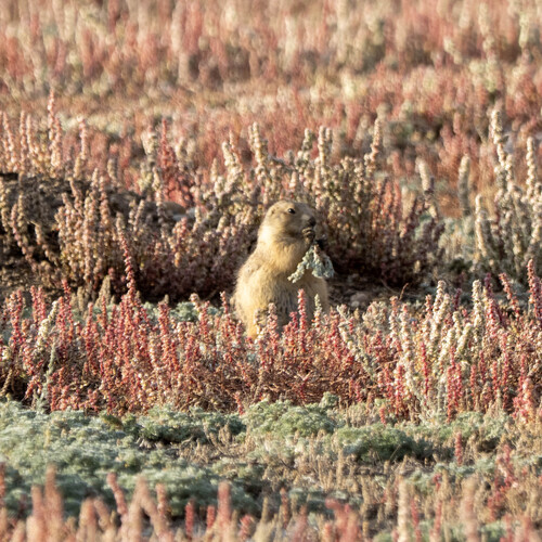 iNaturalist observation 2025-09-30
