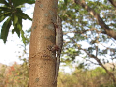 Phyllodactylus reissii