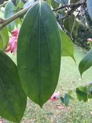 Cavendishia pubescens