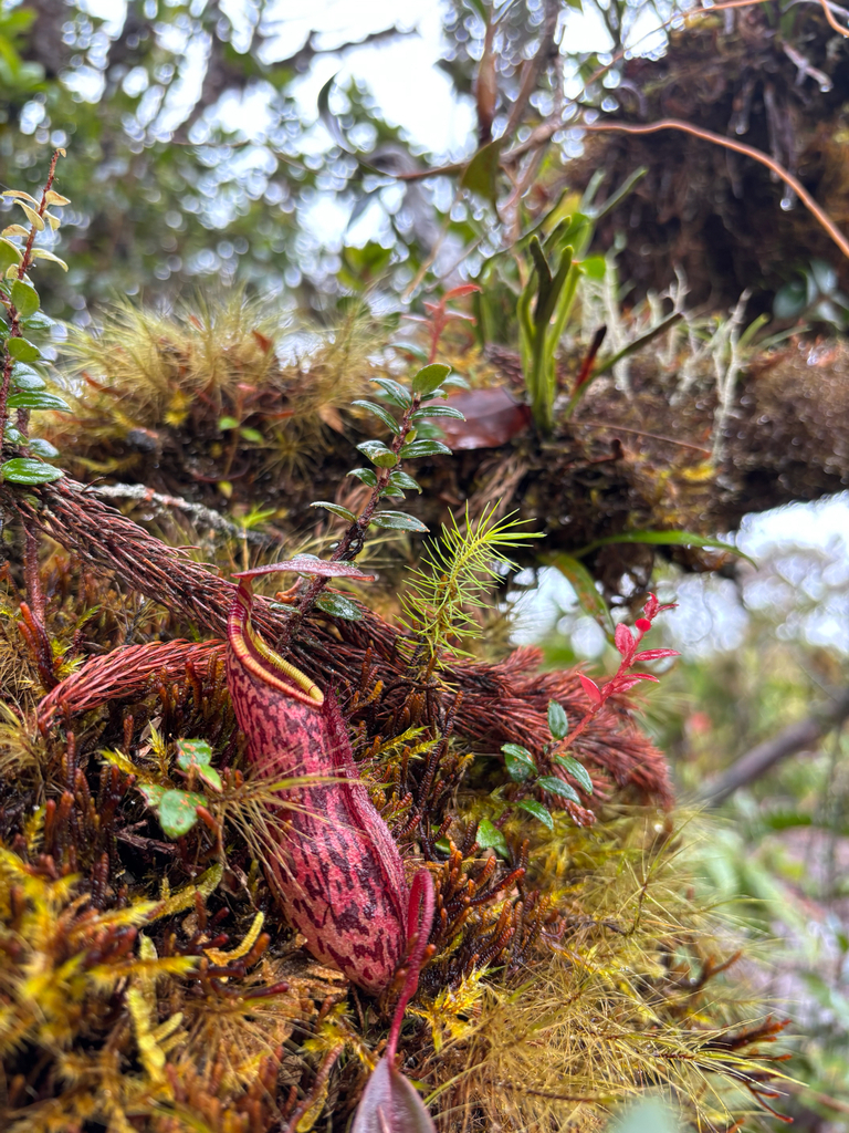 Nepenthes spectabilis (Nepenthes spectabilis)