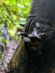 Cypherotylus impressopunctatus