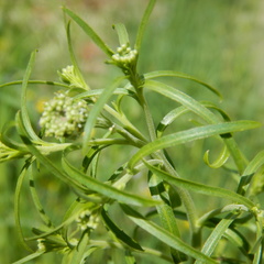 Lepidium ramosissimum