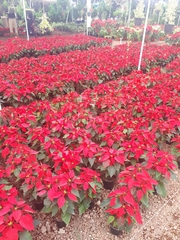 Euphorbia pulcherrima