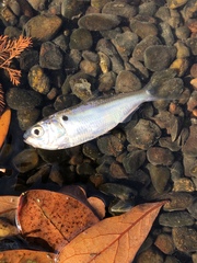 Opisthonema oglinum