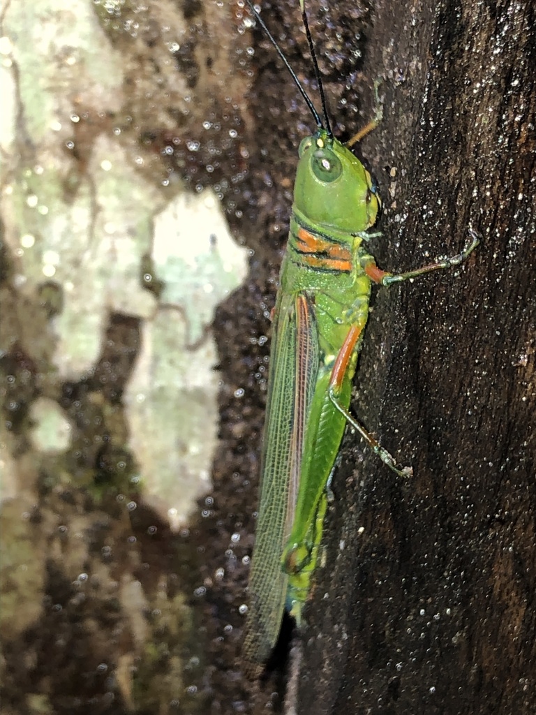 Eumecacris