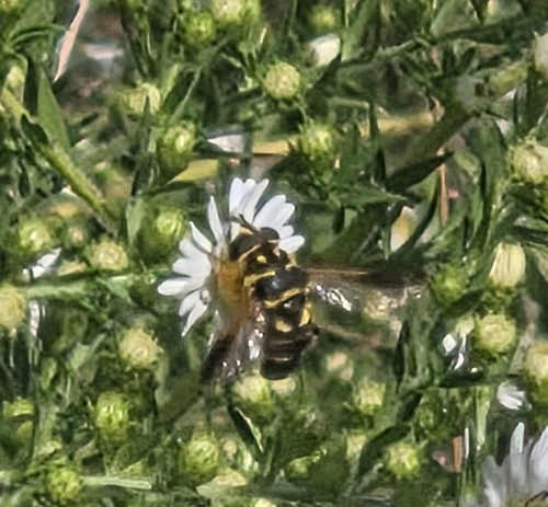 Unknown species found near Kentucky, US