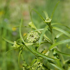 Lepidium ramosissimum