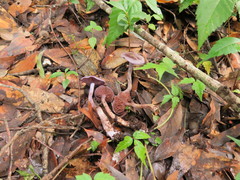 Cortinarius anomalus