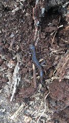 Plethodon chlorobryonis