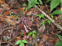 Cortinarius anomalus