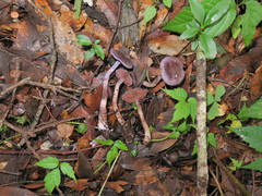 Cortinarius anomalus