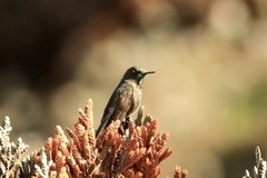 Chalcostigma stanleyi