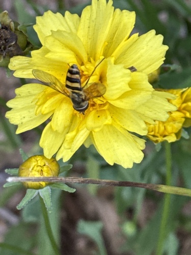 Unknown species found near Market St, La Crosse, WI, US