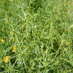 Lepidium ramosissimum