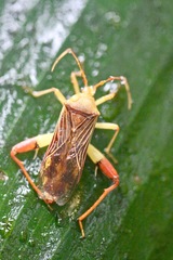 Nematopus