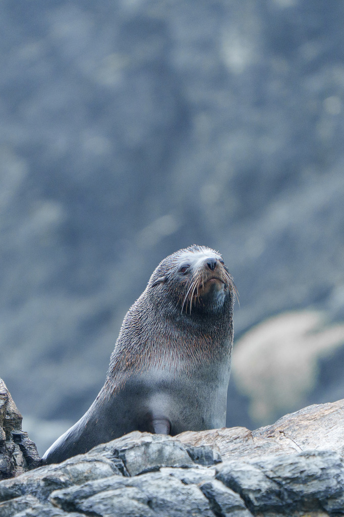 South American fur seal sitting on rocks at Huasco, Chile