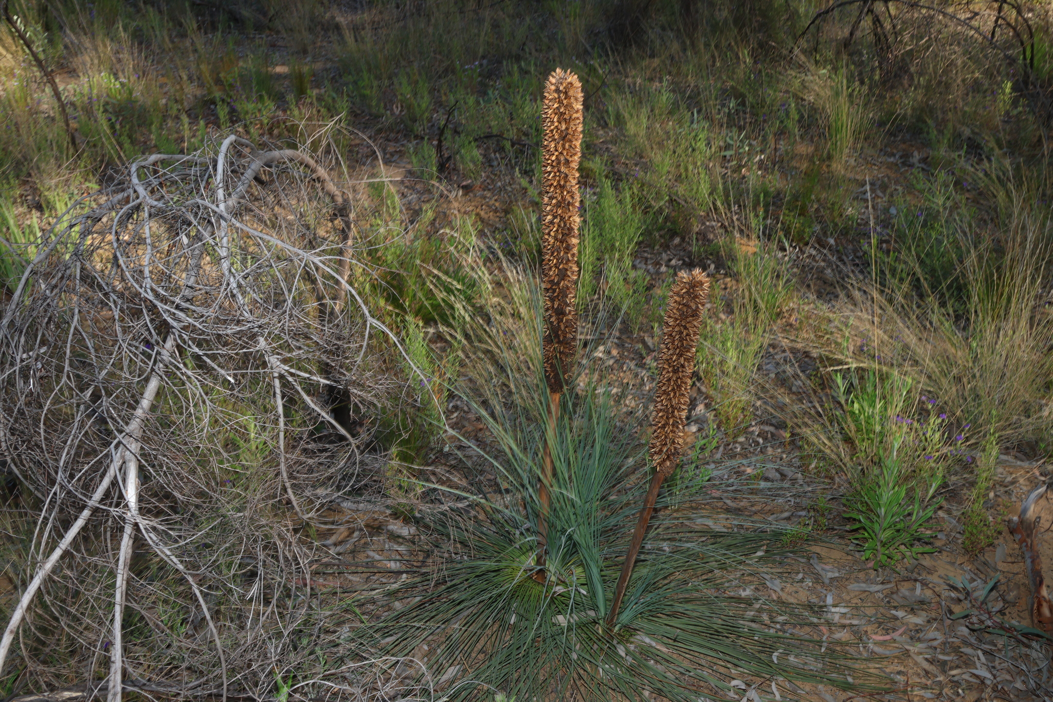 Xanthorrhoea acaulis
