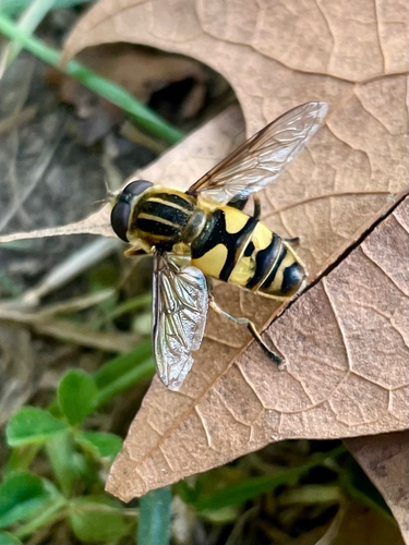 Unknown species found near Lake Macbride State Park, Solon, IA, US