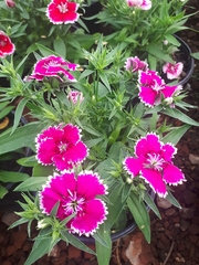 Dianthus chinensis × barbatus