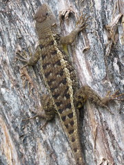 Sceloporus albiventris
