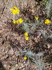 Senecio stoechadiformis