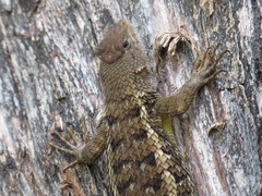 Sceloporus albiventris