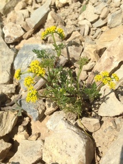 Lomatium sandbergii