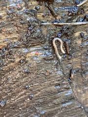 Blaniulidae