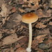 American Orange-Brown Ringless Amanita - Photo (c) Alan Rockefeller, some rights reserved (CC BY), uploaded by Alan Rockefeller