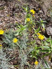 Senecio stoechadiformis