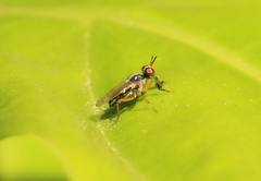 Anaphalantus longicornis