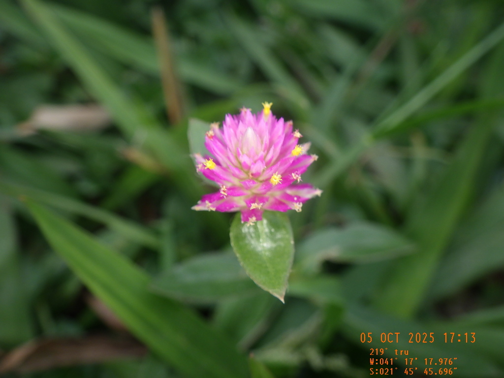 Gomphrena globosa; photograph (c) Gabriel Jovêncio Ribeiro, some rights reserved (CC BY)