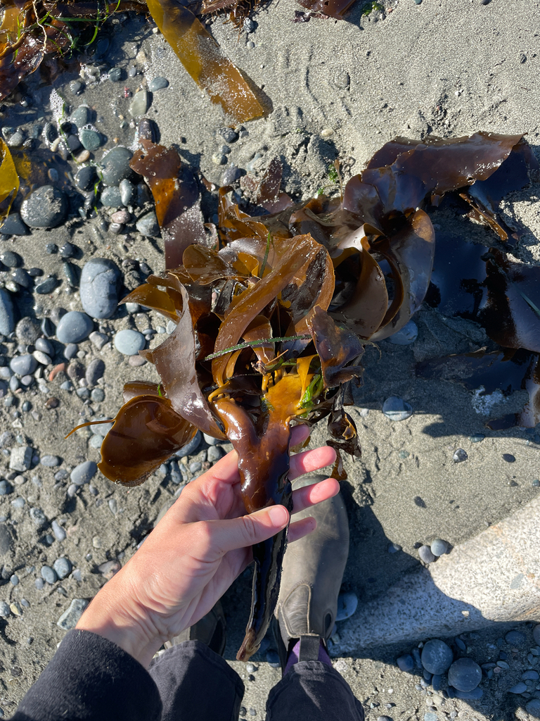 Photo of Winged Kelp (Pterygophora californica)