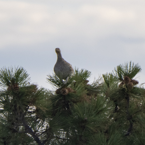iNaturalist observation 2025-10-01